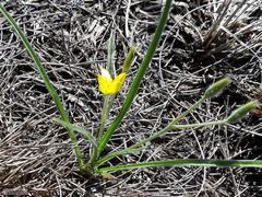 Hypoxis argentea