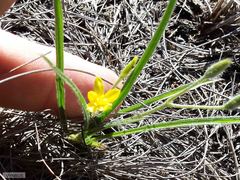 Hypoxis argentea