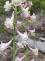 Delphinium hansenii