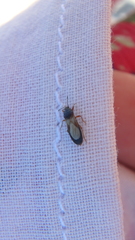 Dimorphopterus blissoides