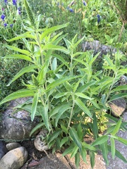 Veronica spicata