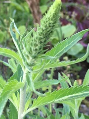 Veronica spicata
