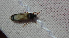 Dimorphopterus blissoides