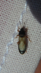 Dimorphopterus blissoides