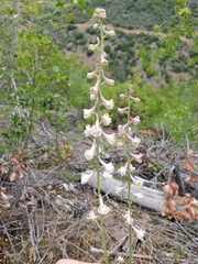 Delphinium hansenii