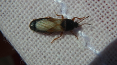 Dimorphopterus blissoides