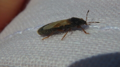 Dimorphopterus blissoides