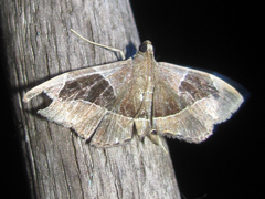 Lamprosema sinaloanensis