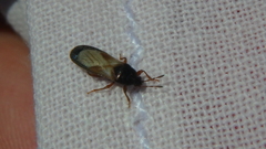 Dimorphopterus blissoides