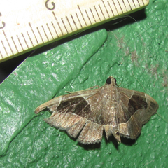 Lamprosema sinaloanensis