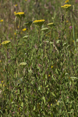 Achillea ageratum