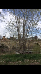 Populus deltoides