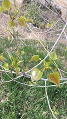 Populus deltoides