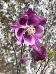 Aquilegia vulgaris