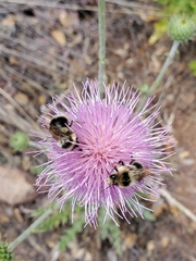 Bombus melanopygus