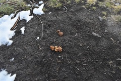 Fungi