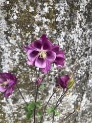 Aquilegia vulgaris