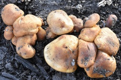 Fungi