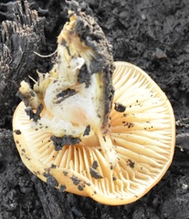 Fungi