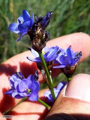 Aristea torulosa