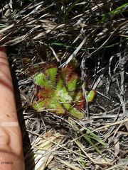Drosera natalensis