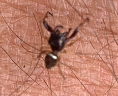 Zygoballus rufipes