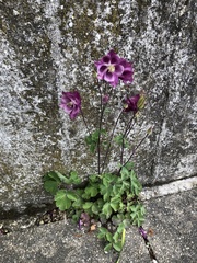 Aquilegia vulgaris