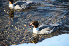 Mergus merganser