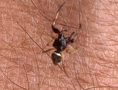 Zygoballus rufipes