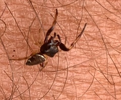 Zygoballus rufipes