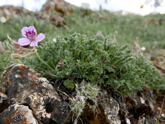 Erodium daucoides