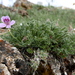 Erodium daucoides - Photo (c) Jorge Calvo Yuste, some rights reserved (CC BY-NC), uploaded by Jorge Calvo Yuste