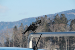 Corvus macrorhynchos