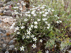 Arenaria grandiflora