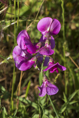 Lathyrus latifolius