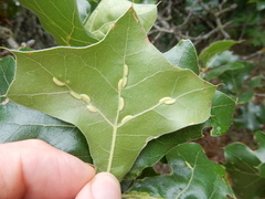 Macrodiplosis qoruca