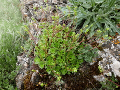 Saxifraga cuneata
