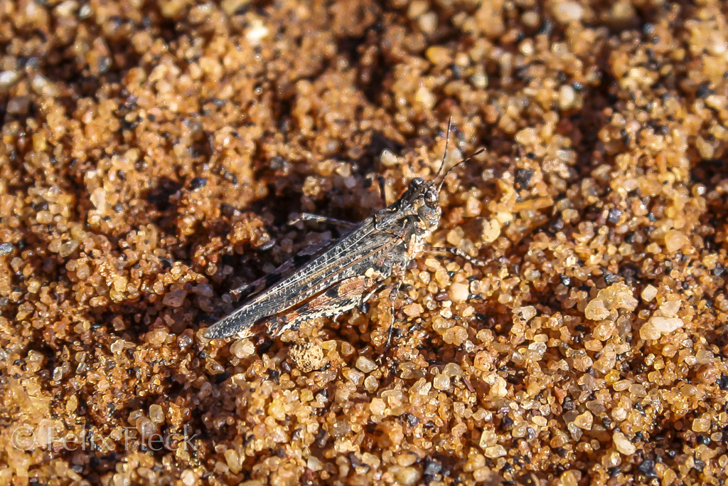 Pycnostictus