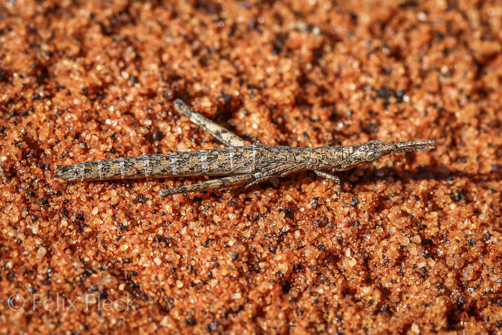 Matchstick Grasshoppers