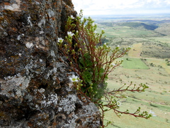 Saxifraga cuneata