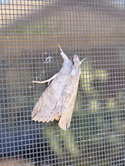 Melipotis acontioides