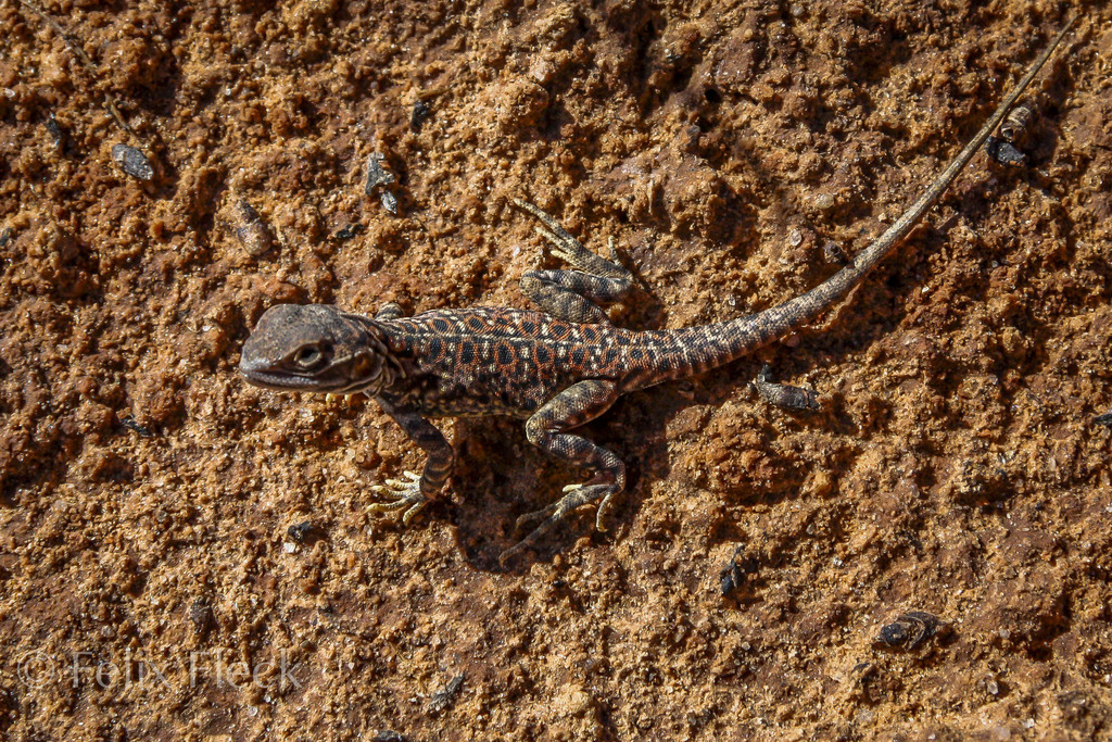Saltpan Ground-Dragon