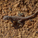 Saltpan Ground-Dragon - Photo (c) Felix Fleck, some rights reserved (CC BY-NC), uploaded by Felix Fleck