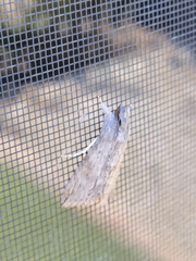 Melipotis acontioides