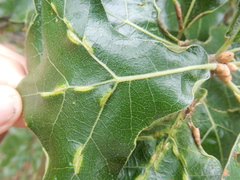 Macrodiplosis qoruca