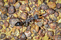 Myrmecia rubripes