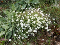 Arenaria grandiflora
