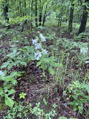 Penstemon laxiflorus