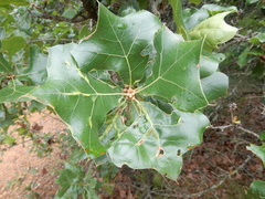 Macrodiplosis qoruca