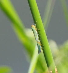 Cicadella